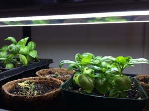 Basil seedlings to the right of curly kale seedlings (photo credit: Gabe Tilove)