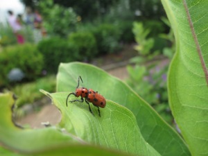 Red Milkweed Beetle (Tetraopes tetrophthalmus)