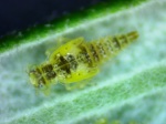 Sage Leafhopper (photo credit: at Quenaudon