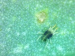 Two Spotted Spider Mite (Photo Credit: matt Quenaudon